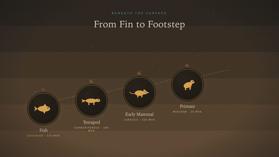 Evolution timeline motion graphic